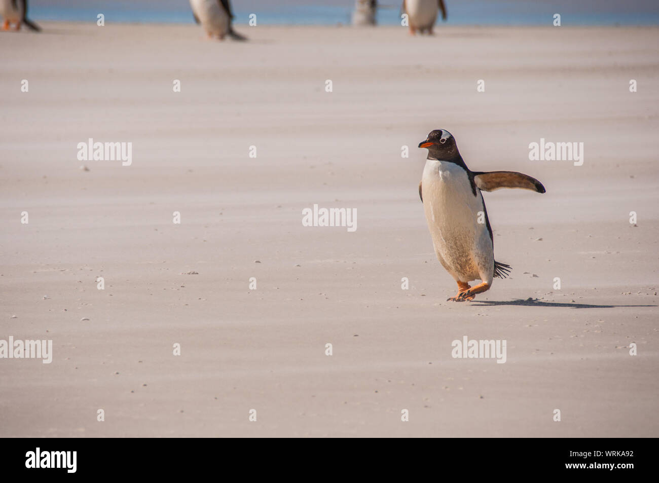 Baby penguin running hi-res stock photography and images - Alamy