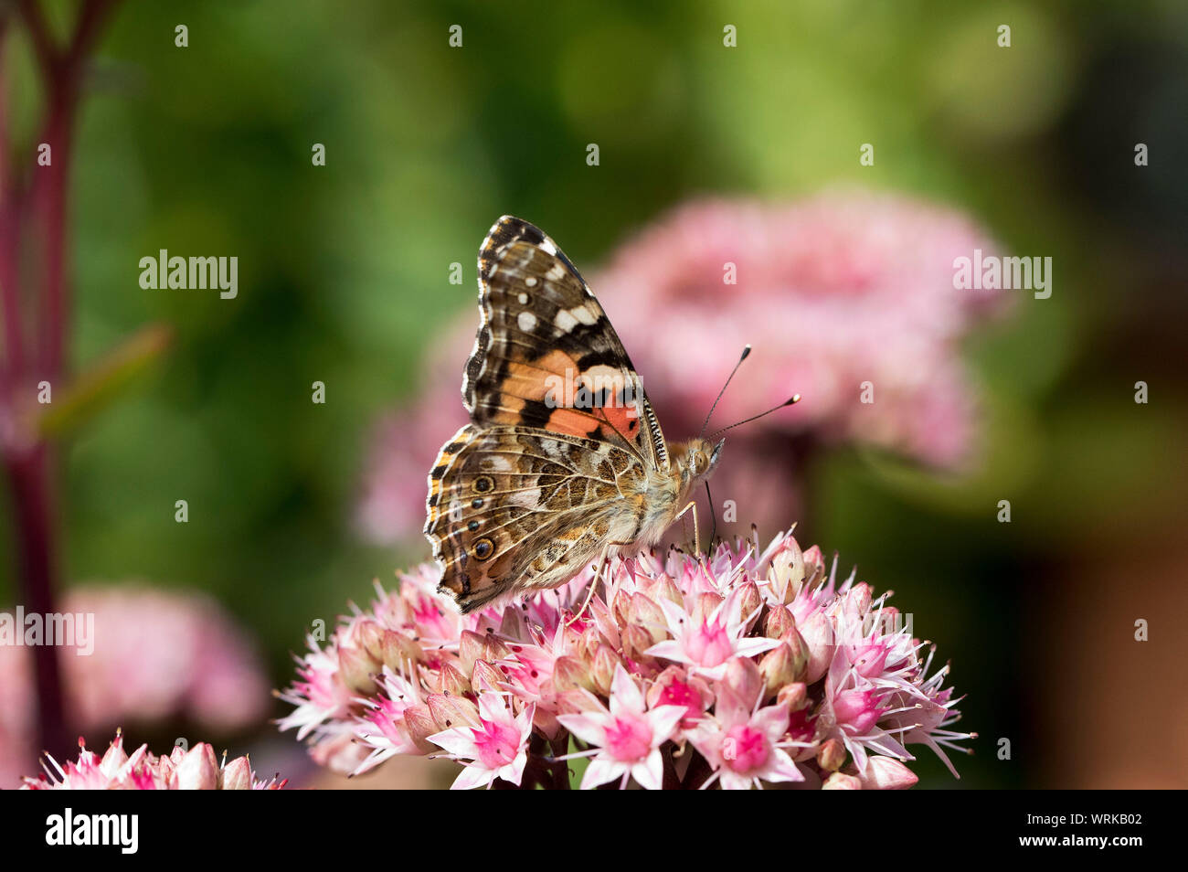Painted Lady butterfly, Vanessa cardui,  feeding on Hylotelephium spectabile, Mid Wales, U.K. September 2019 Stock Photo