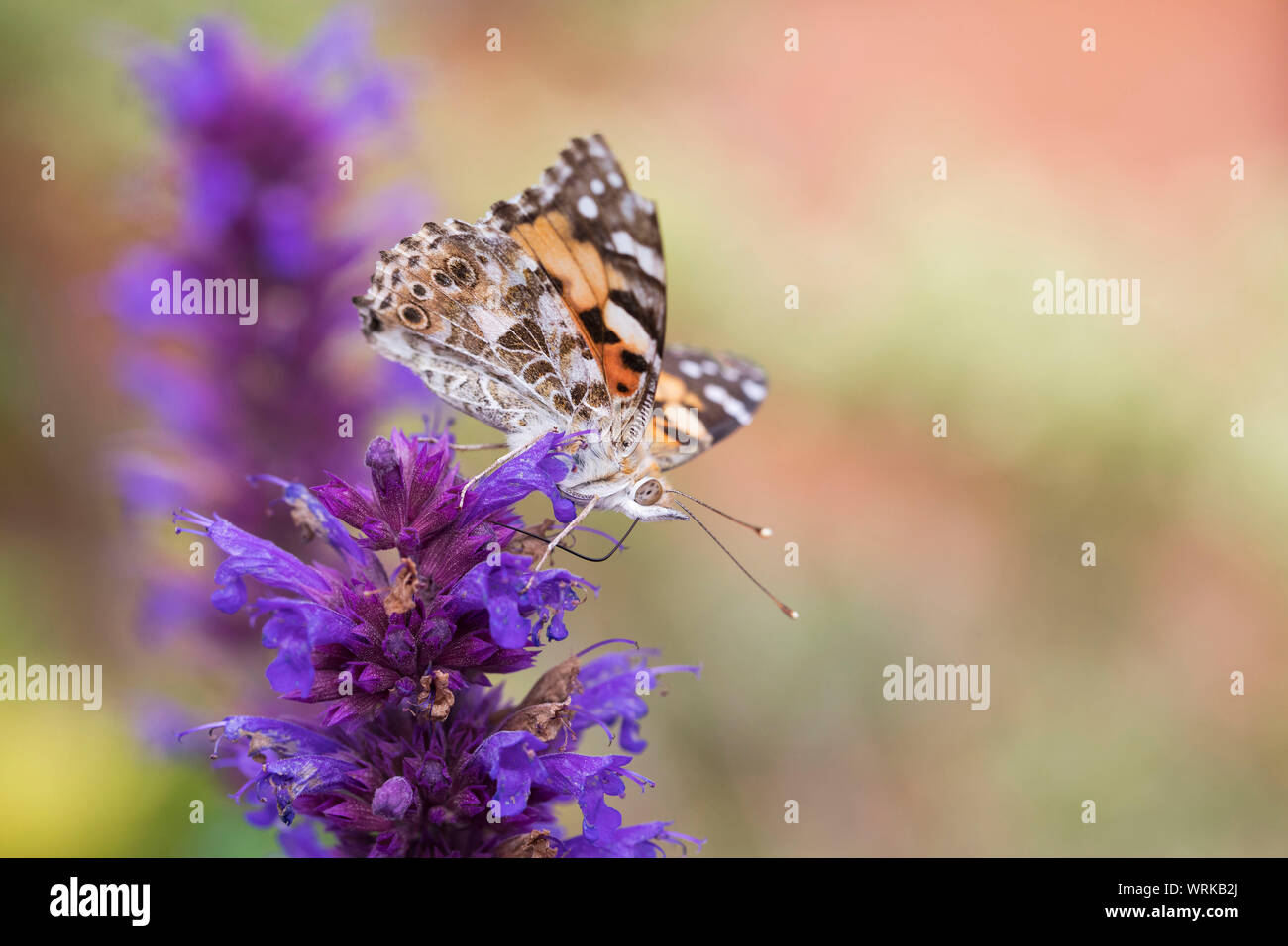 Painted Lady butterfly, Vanessa cardui, feeding on Agastache plant, Mid Wales, U.K. September 2019 Stock Photo