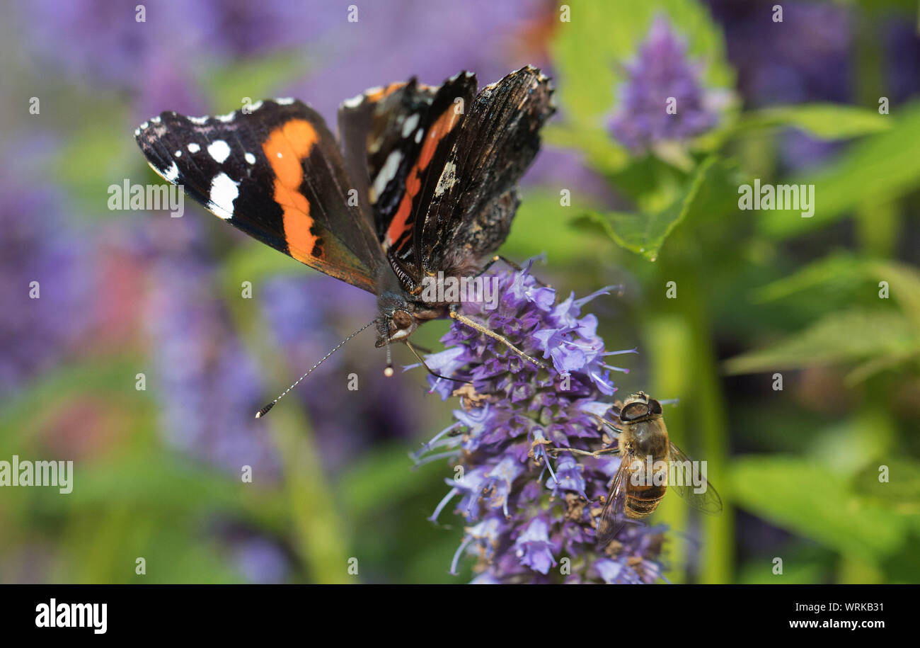 Red Admiral butterfly,Vanessa antiopa, feeding on Agastache garden plant, Mid Wales, uk Stock Photo