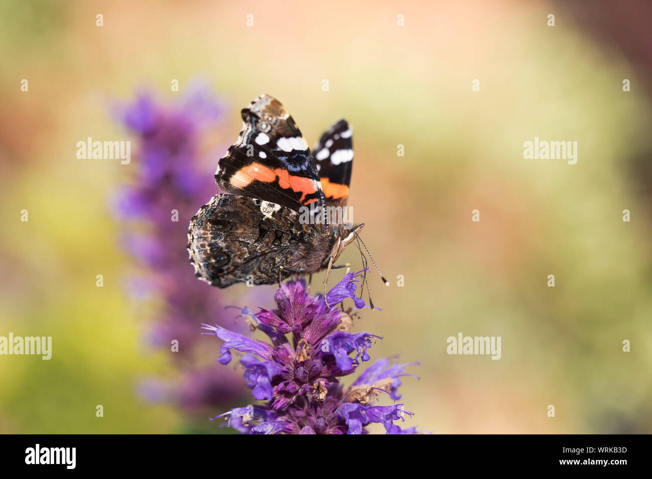 Red Admiral butterfly,Vanessa antiopa, feeding on Agastache garden plant, Mid Wales, uk Stock Photo