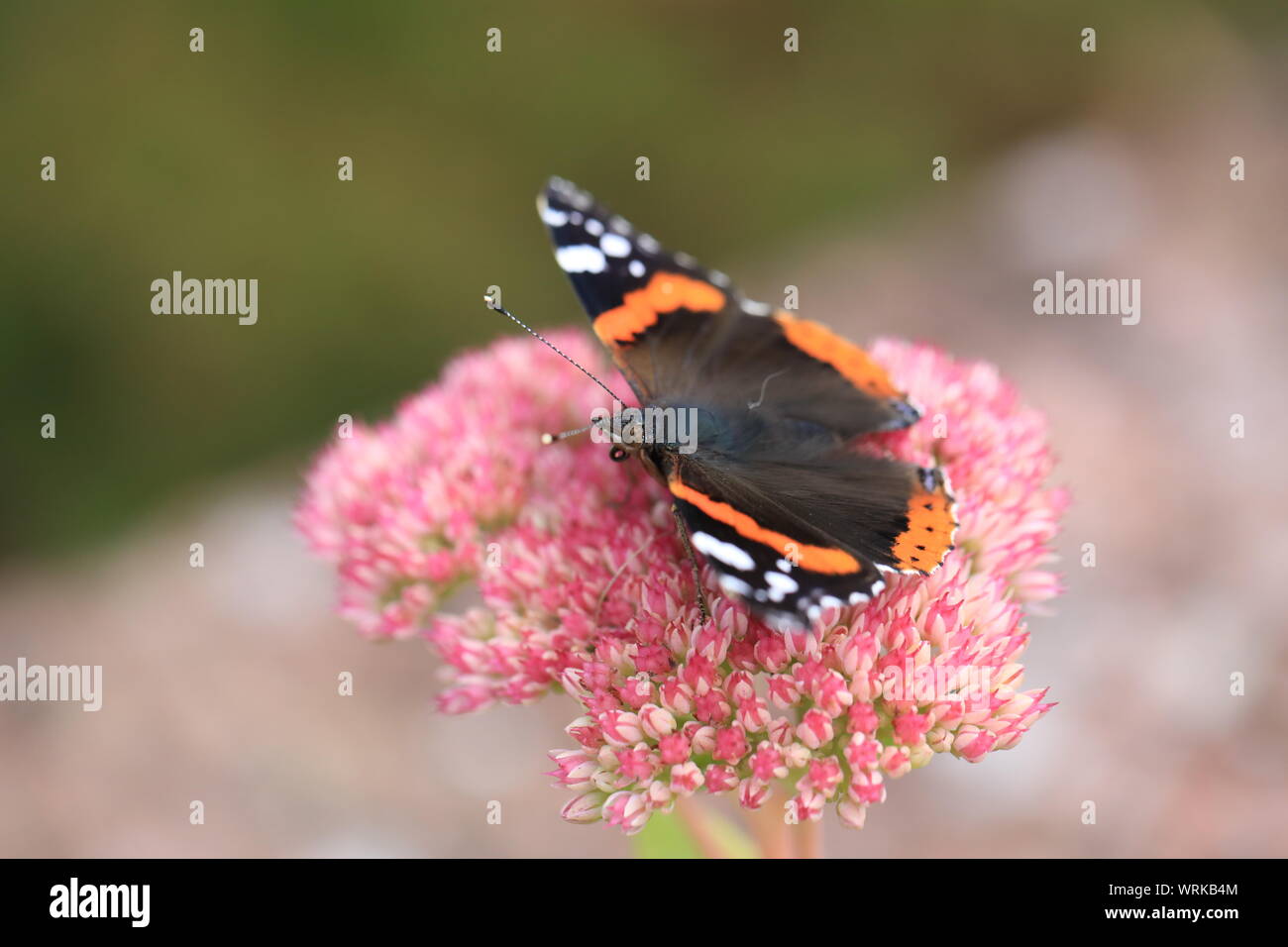 Red Admiral butterfly, Vanessa antiopa, feeding on Hylotelephium spectabile, Mid Wales,U.K., September 2019 Stock Photo