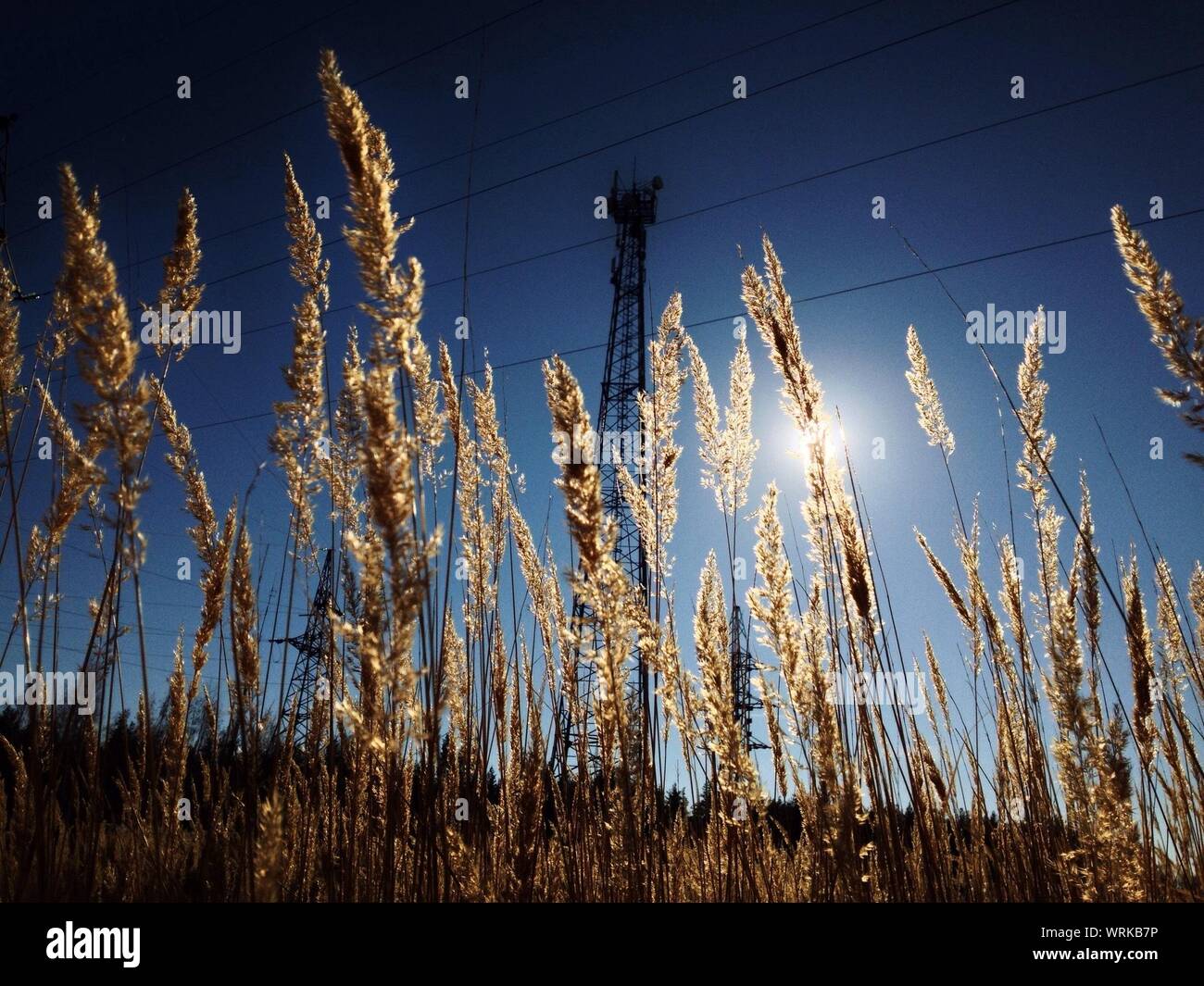 Pylon field hi-res stock photography and images - Alamy