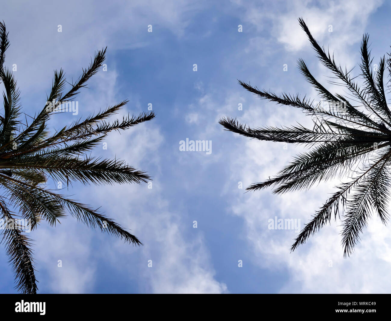 Two palm trees on a cloudy sky background, summer concept Stock Photo