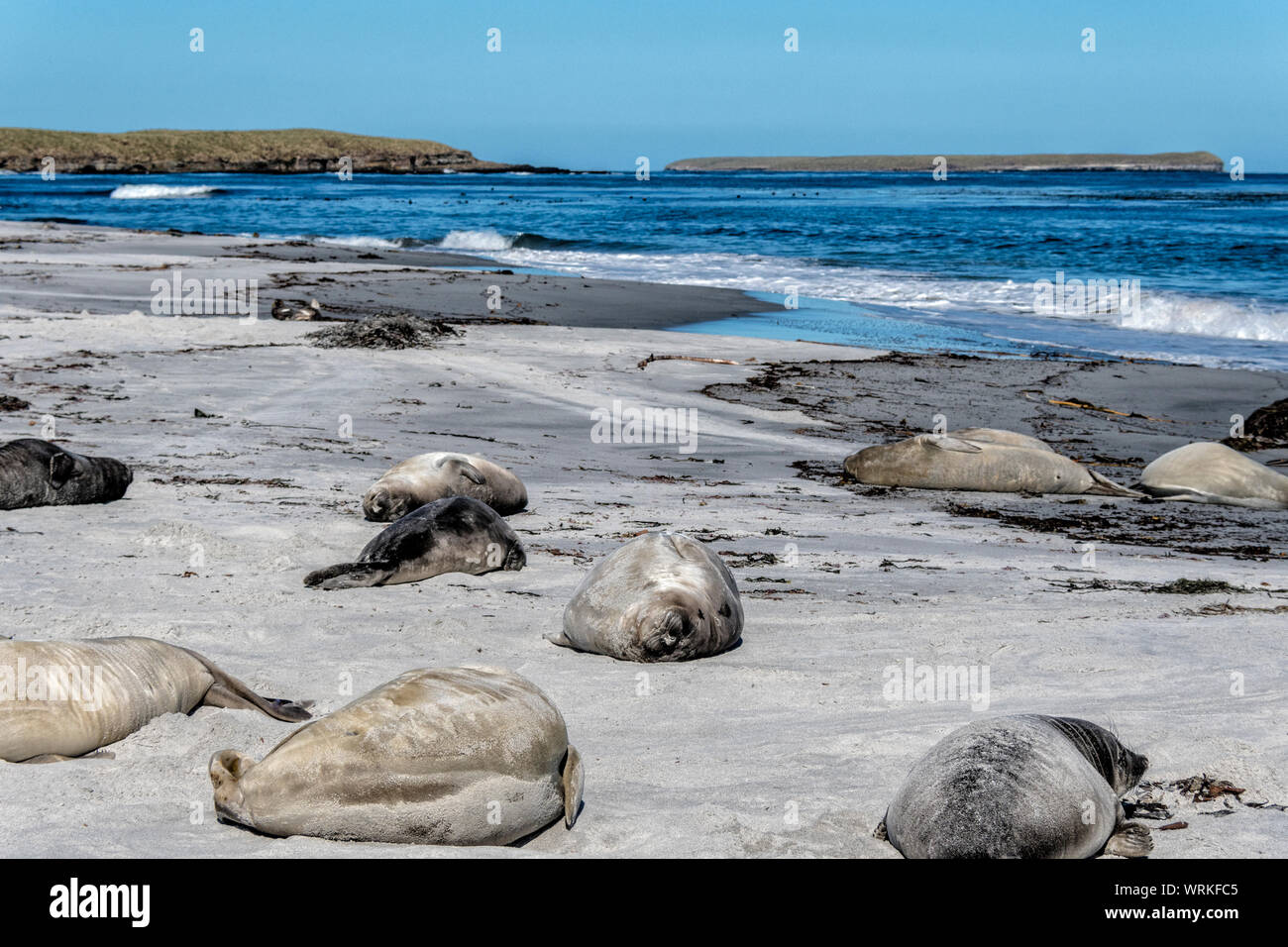 Southern Elephant Seal Pups, Mirounga leonina, lying on the shore, Sea Lion Island, in the Falkland Islands, South Atlantic Ocean Stock Photo
