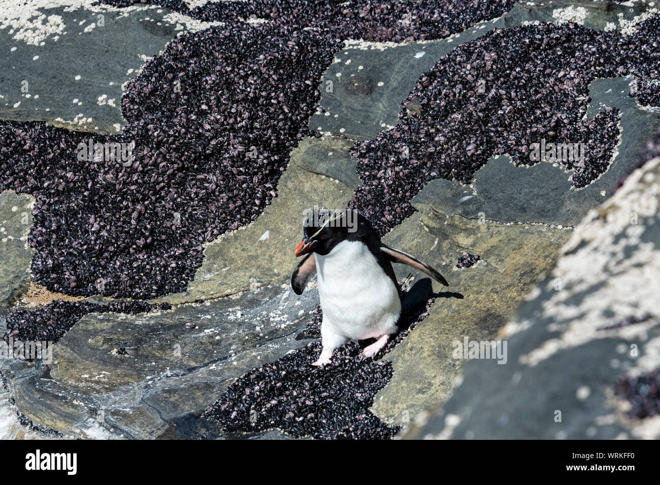 Cute, adult Rockhopper Penguin, Eudyptes chrysocome, on the cliffs at the Neck, Saunders Island, in the Falkland Islands, South Atlantic Ocean Stock Photo