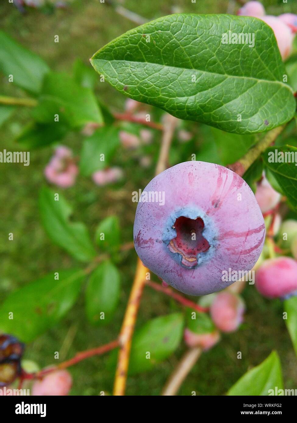 Blueberry Fruits Growing On Tree Stock Photo Alamy