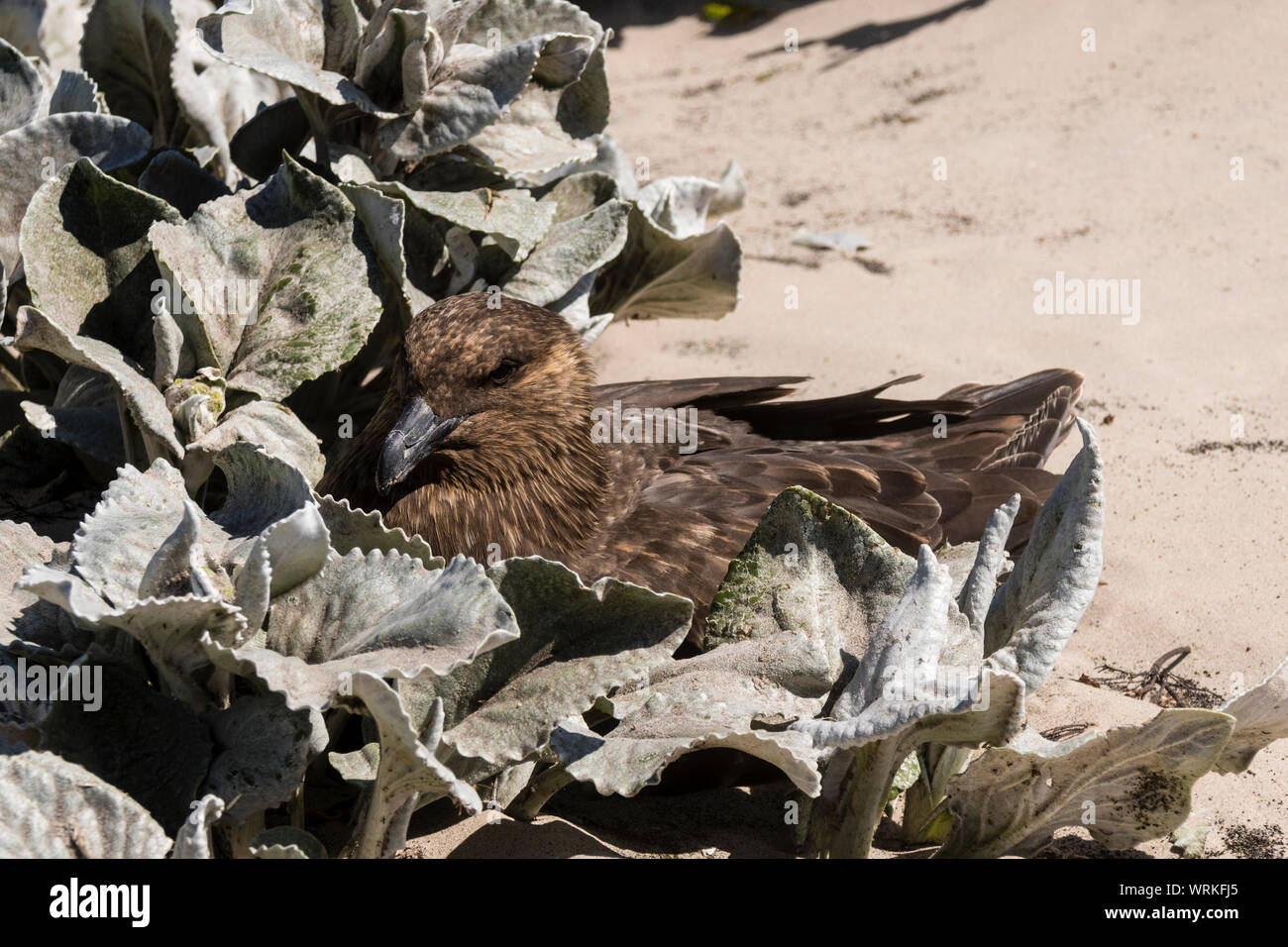 Side view of a Falkland Skua, Cataract skua antarctica, seated
