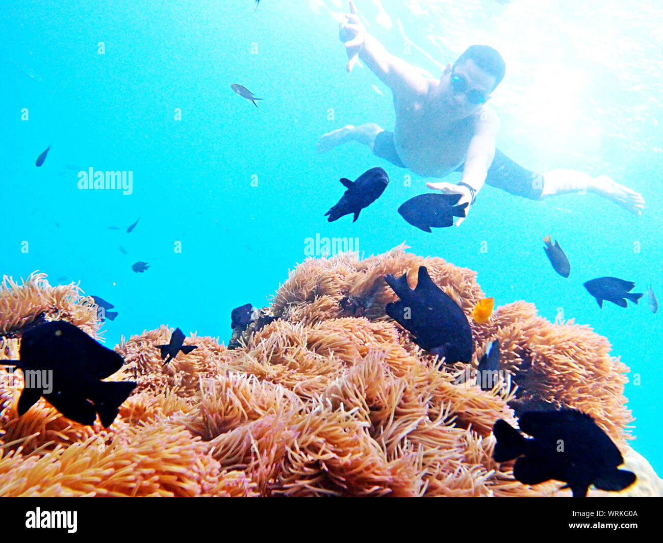 Man Swimming Undersea Over Coral Reef And Fishes Stock Photo