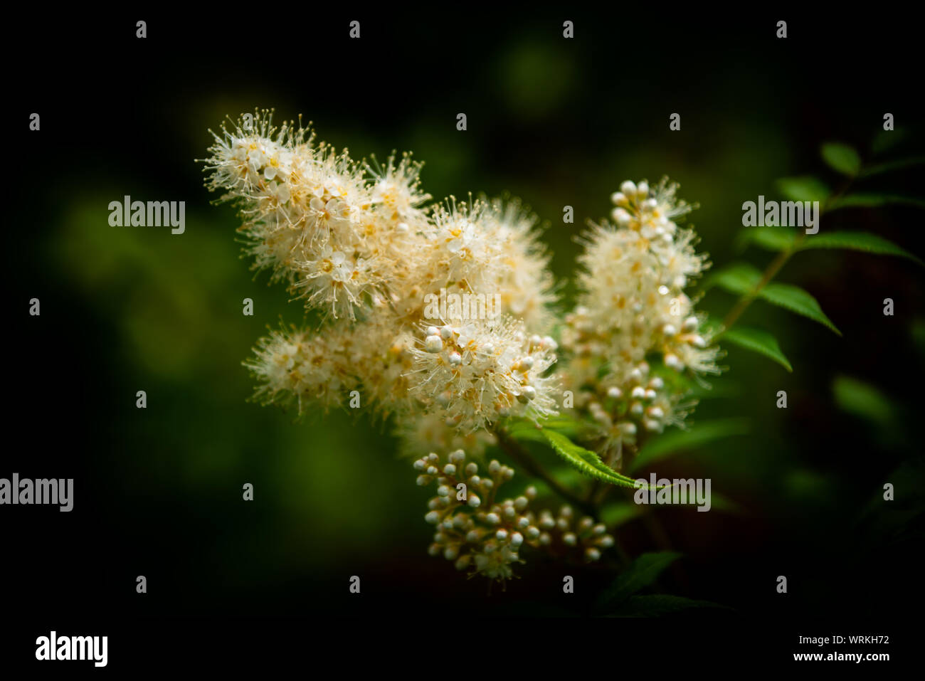 Shrubs with white flowers, bees Stock Photo - Alamy