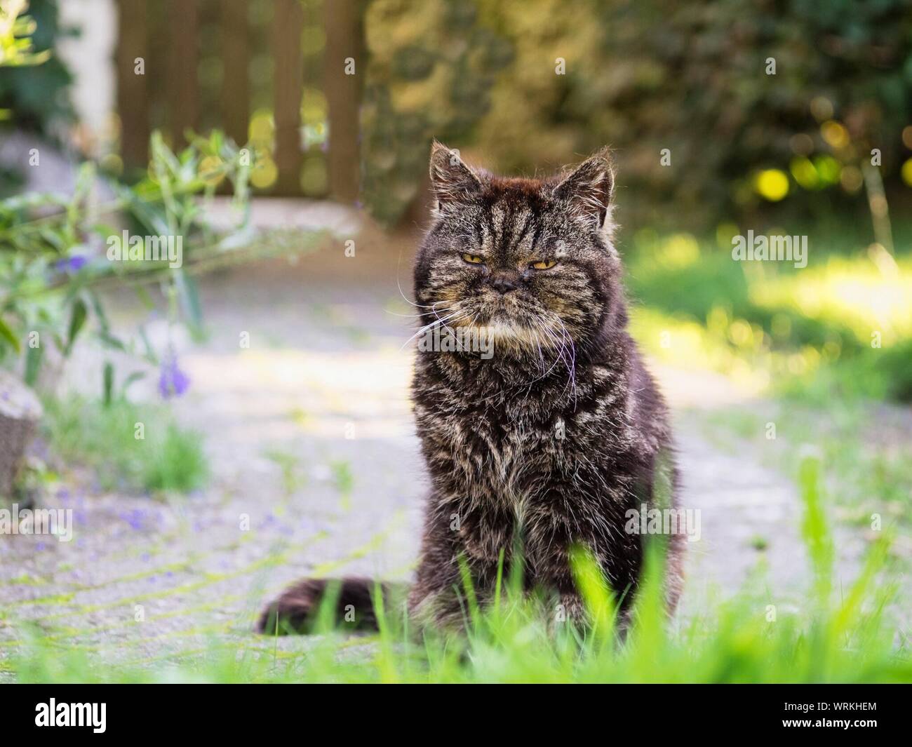 Grumpy Cat Hi Res Stock Photography And Images Alamy