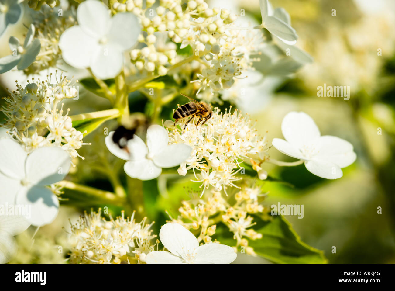 Shrubs with white flowers, bees Stock Photo Alamy