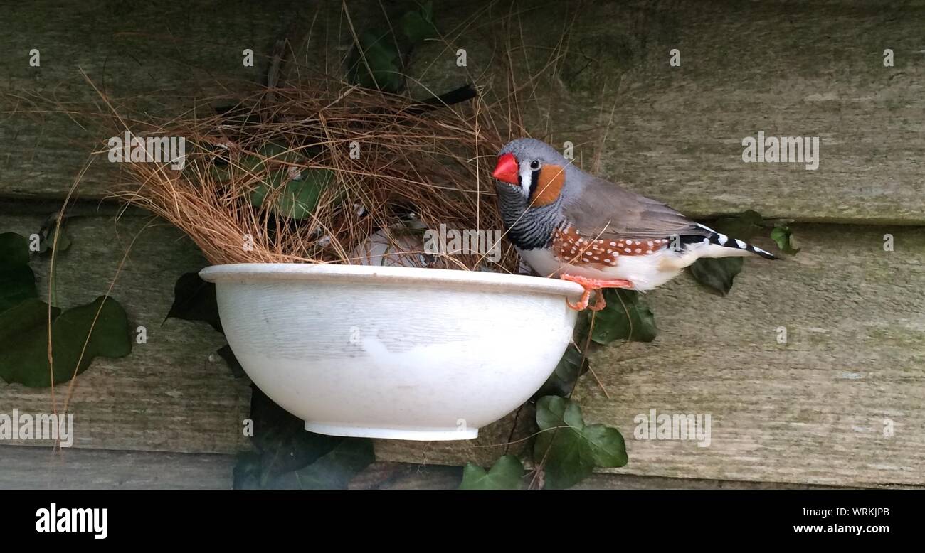 Zebra Finch High Resolution Stock Photography and Images Alamy