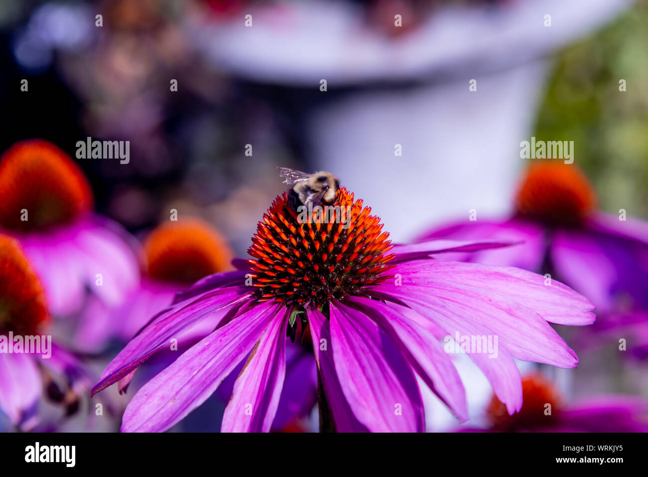 Echinacea flower, Coneflowers with bees on Stock Photo Alamy
