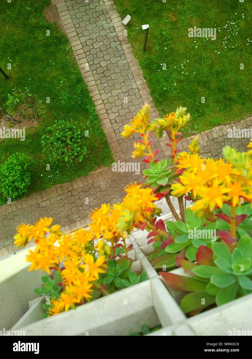 High Angle View Of Flowers Blooming On Succulent Plants At Park Stock Photo
