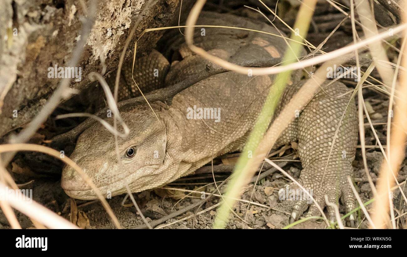 Indian monitor lizard hires stock photography and images Alamy