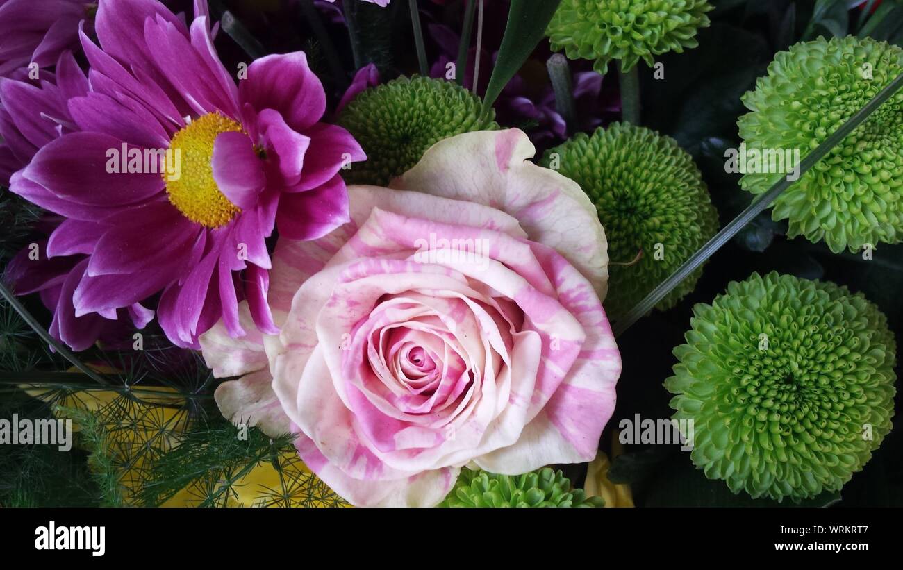 High Angle View Of Purple Rose With Green Dahlias Stock Photo
