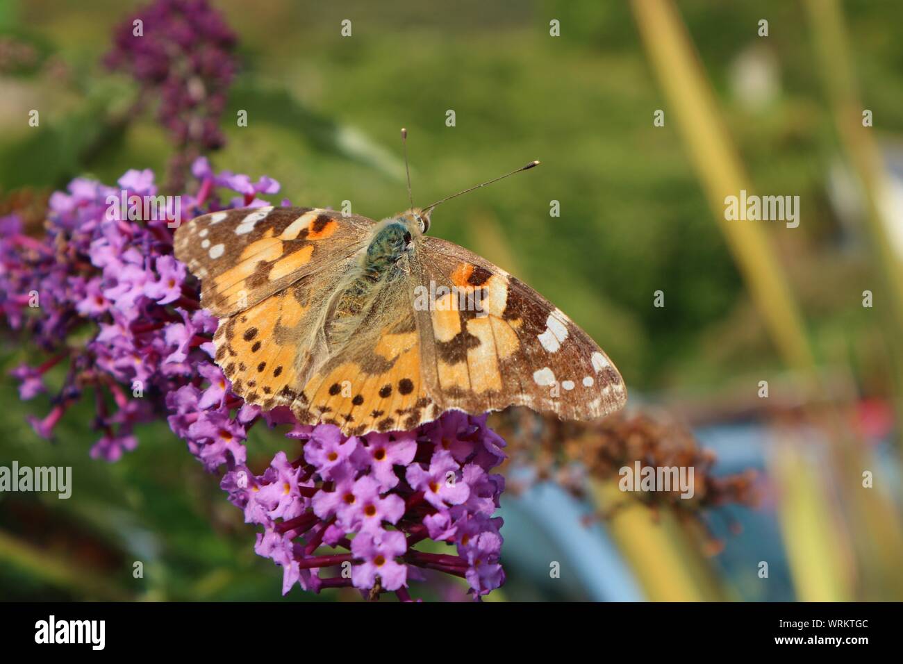 A Painted Lady Butterfly on buddleia flowers Stock Photo