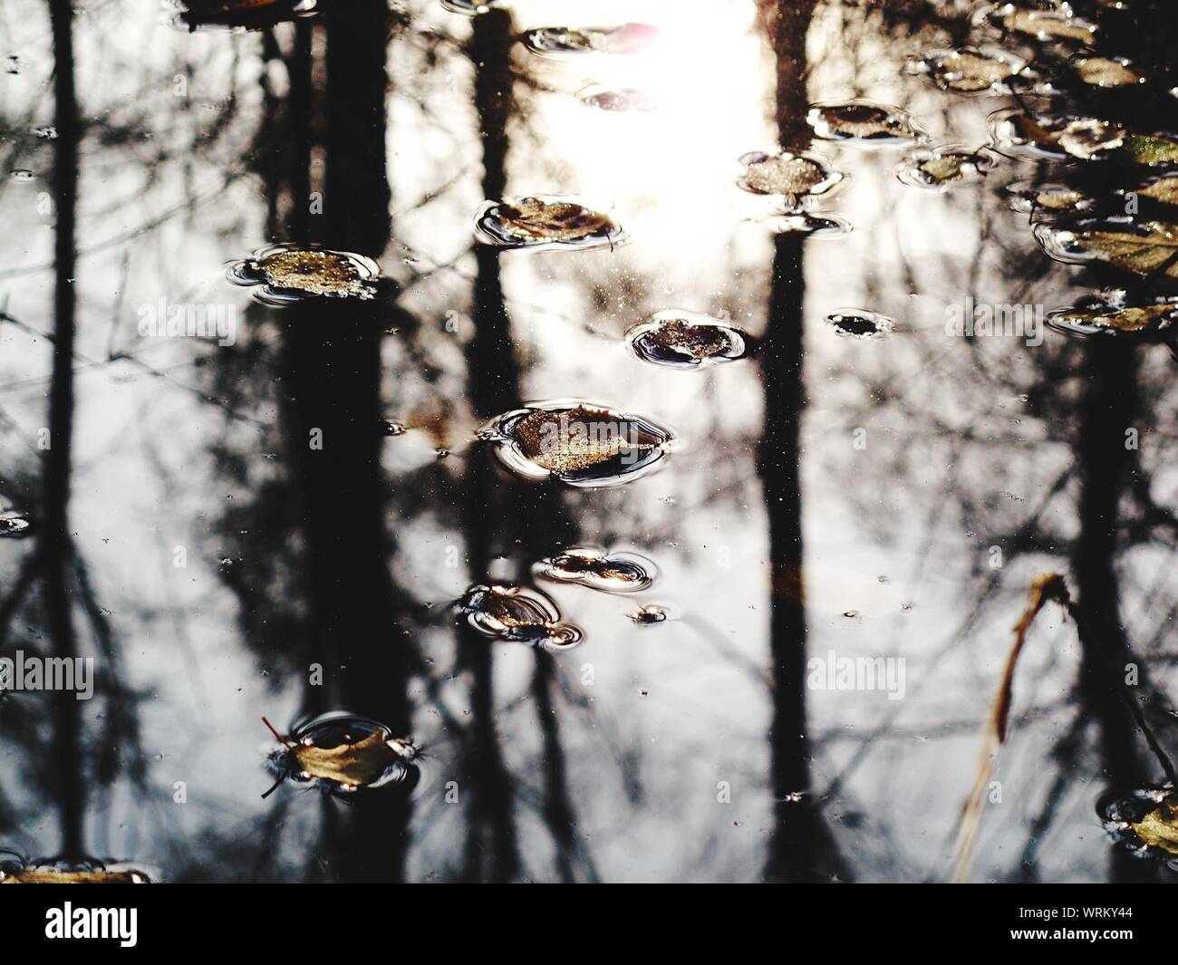 High Angle View Of Leaves With Reflections On Water Stock Photo
