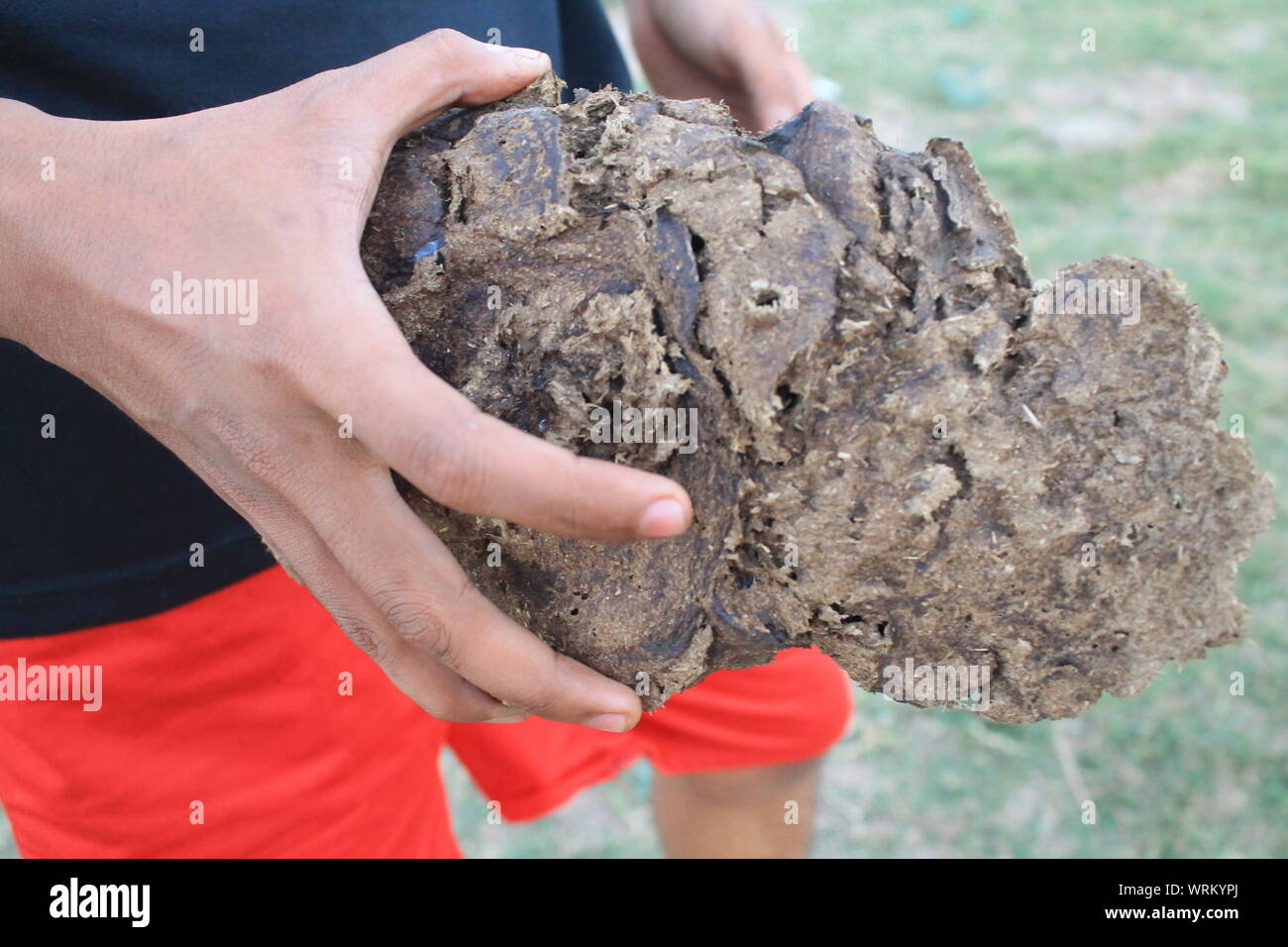 Field Cow Dung High Resolution Stock Photography and Images - Alamy