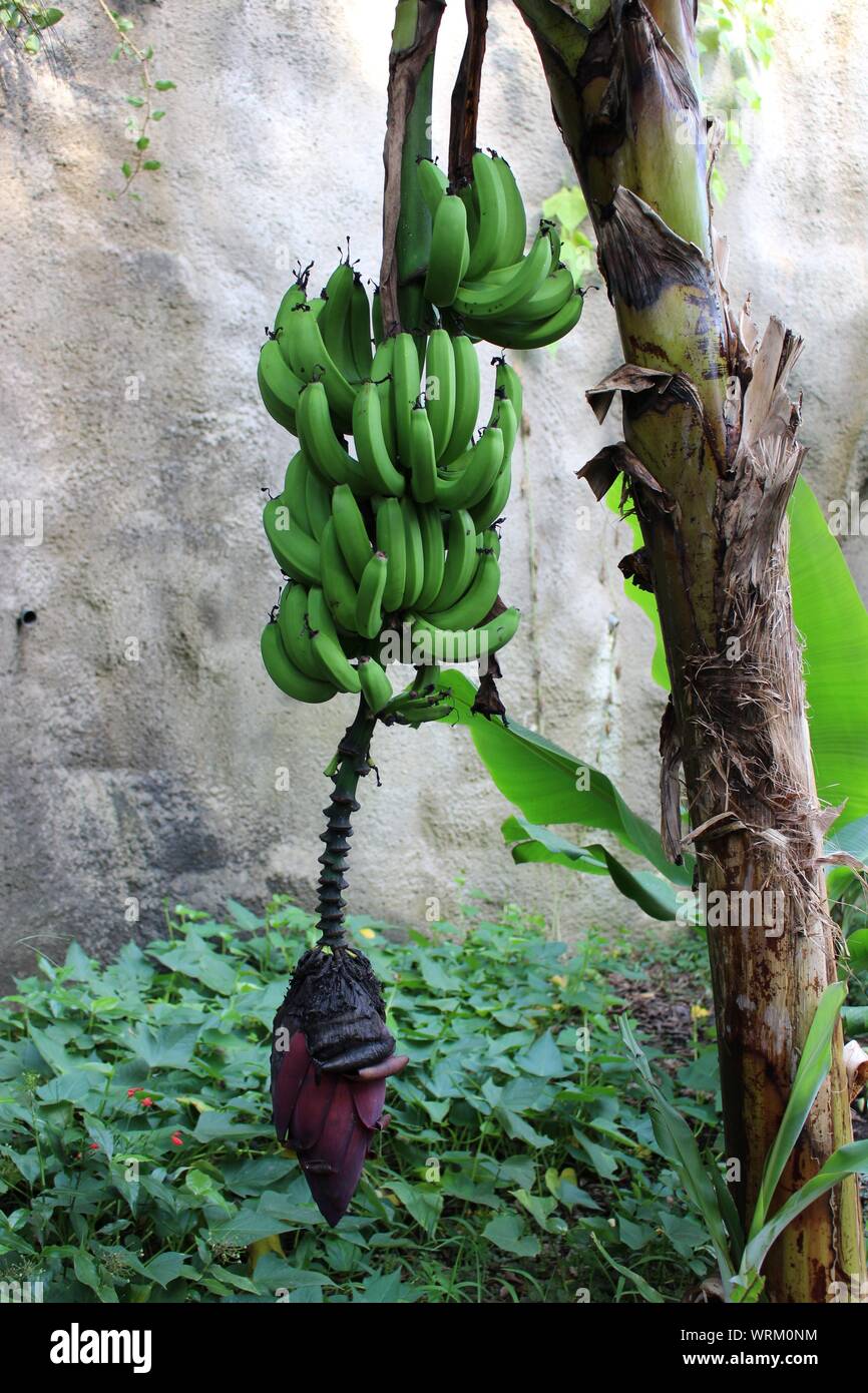 Bananas Grow On Banana Trees at Cynthia Almon blog