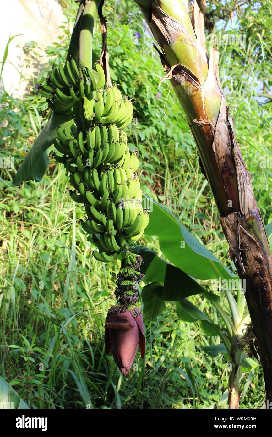 Bananas growing on banana tree Stock Photo Alamy