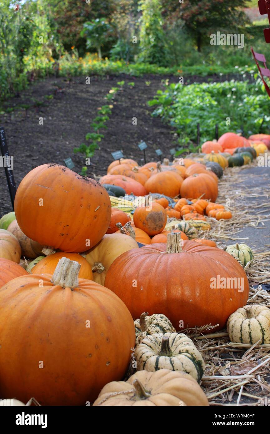 Gourd pumpkins hi-res stock photography and images - Alamy