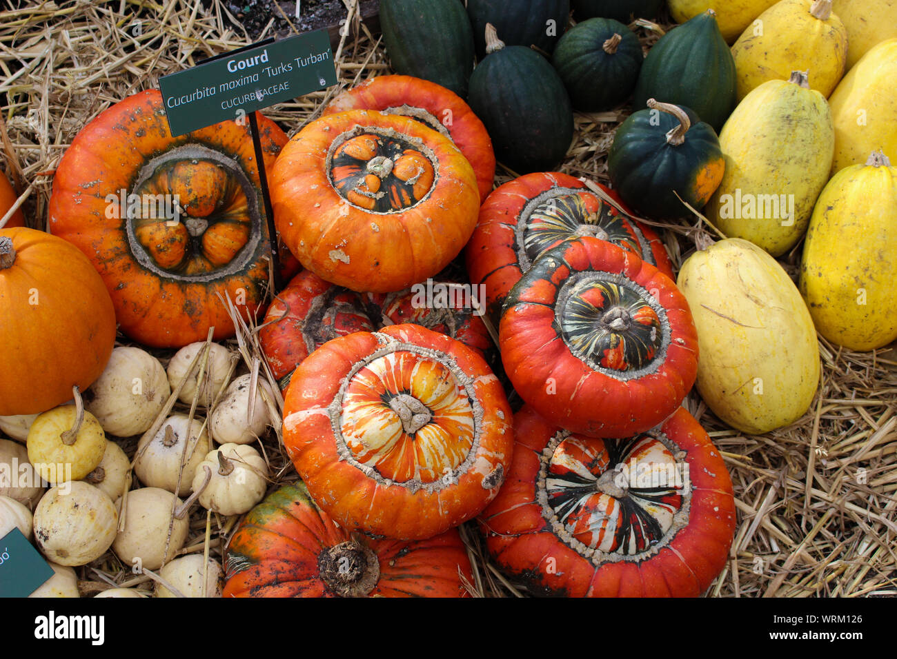 A selection of gourds and pumpkins displayed on hay. Autumn harvest
