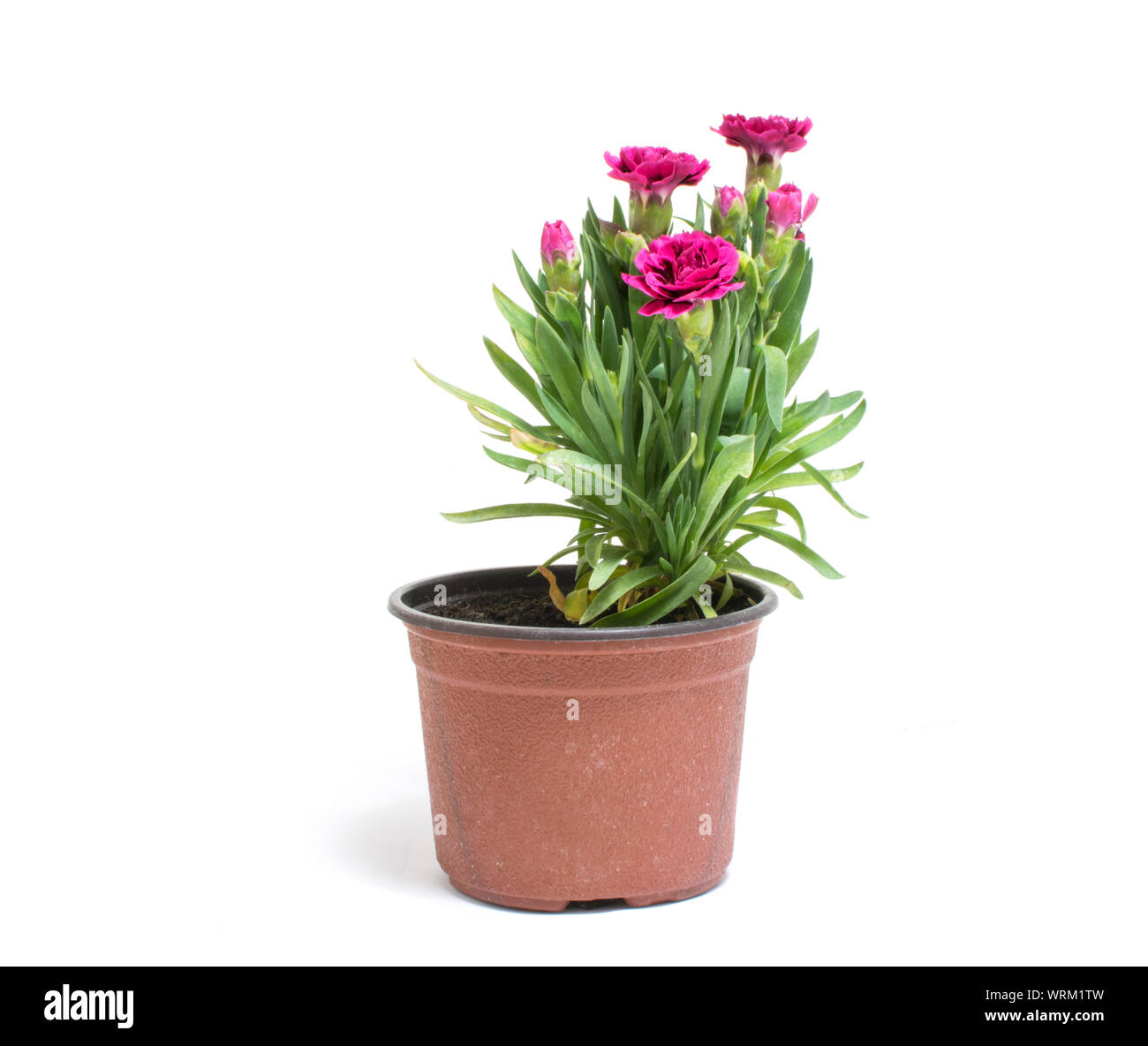Small carnation flowers in flowerpot isolated on white background Stock