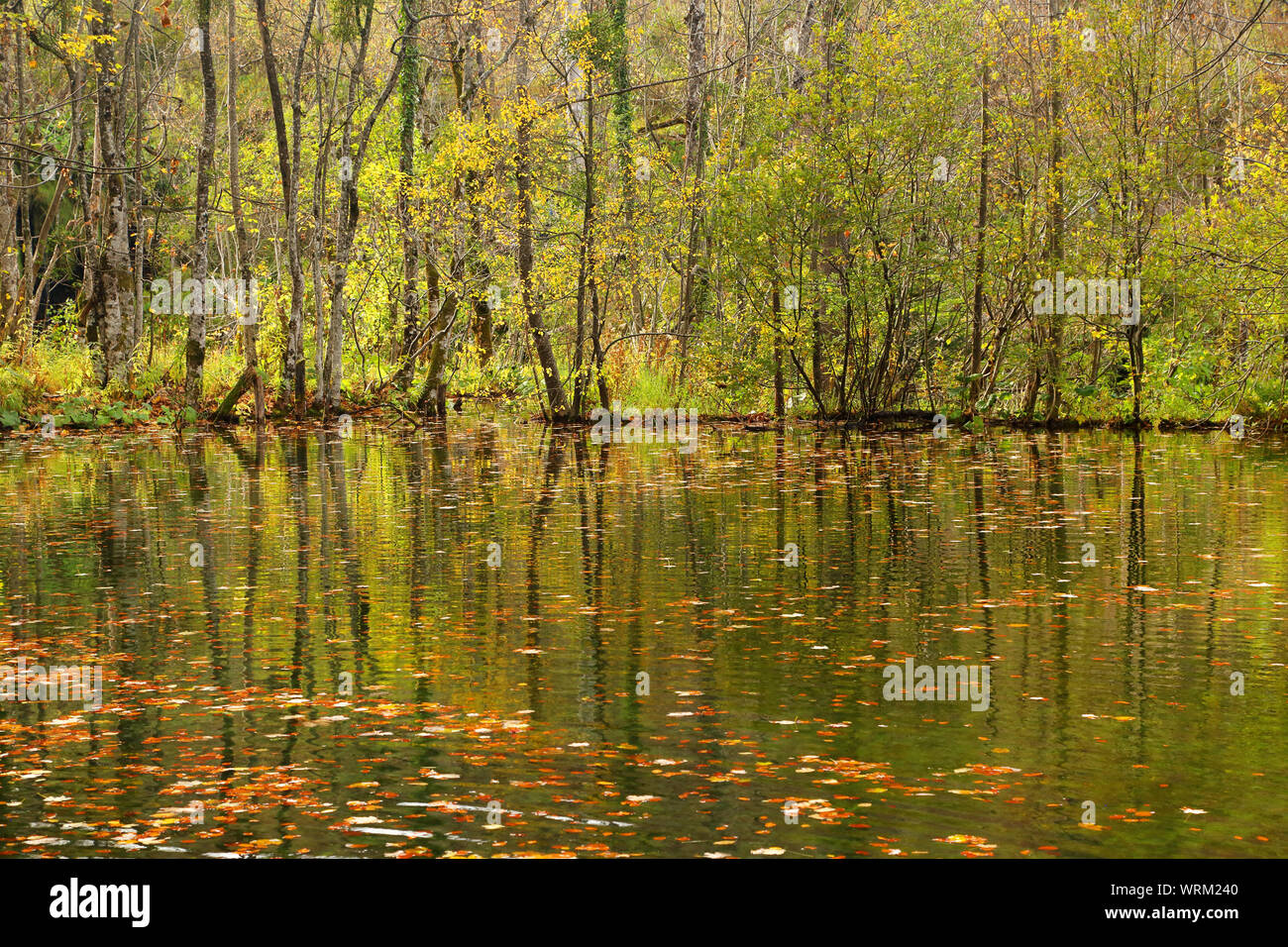 Reflection Of Trees In Lake At Plitvice Lakes National Park Stock Photo