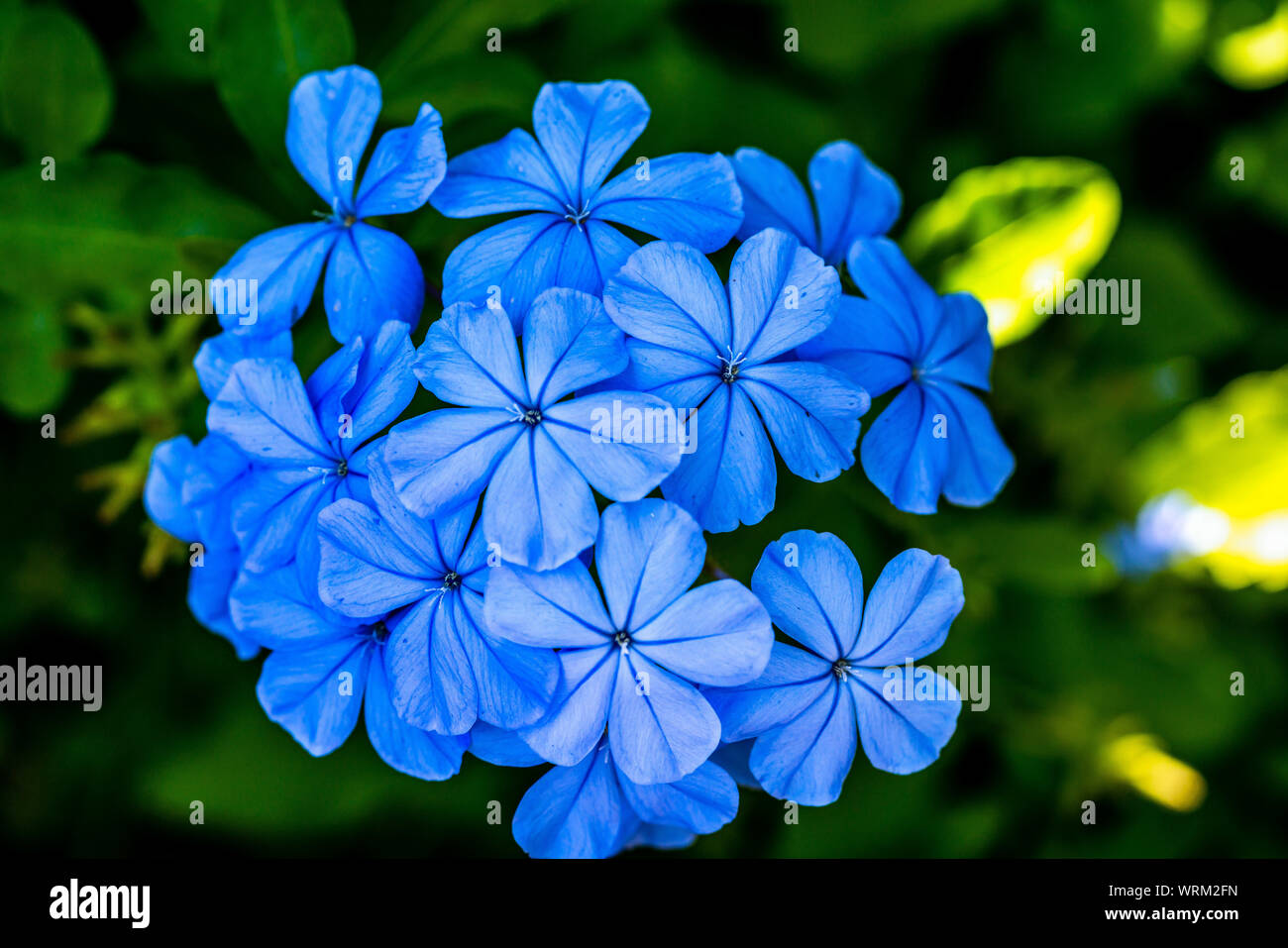 Flowers are nature's beauty in all colors, shapes, and sizes. Stock Photo