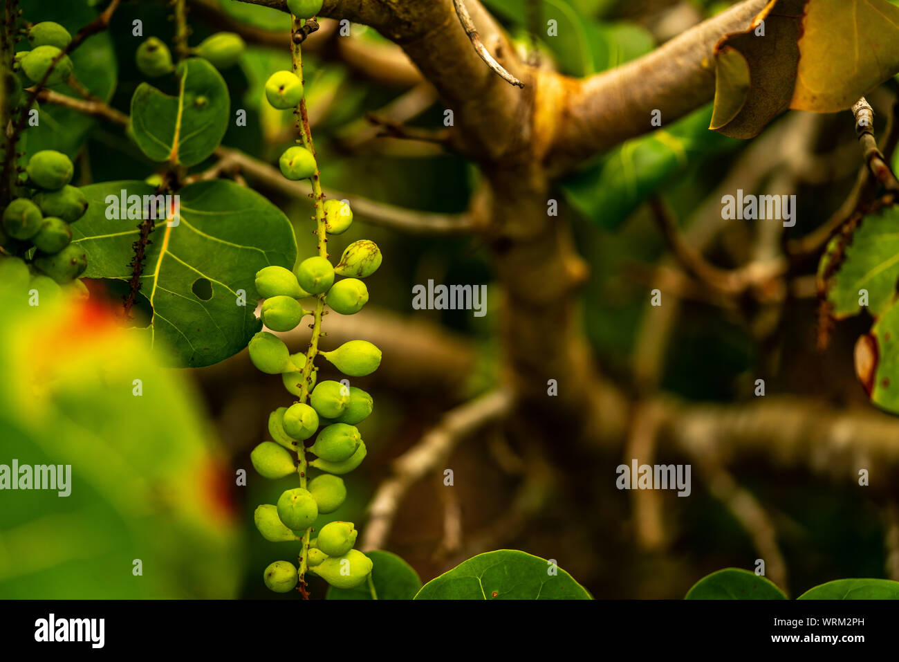Sea grape hires stock photography and images Alamy