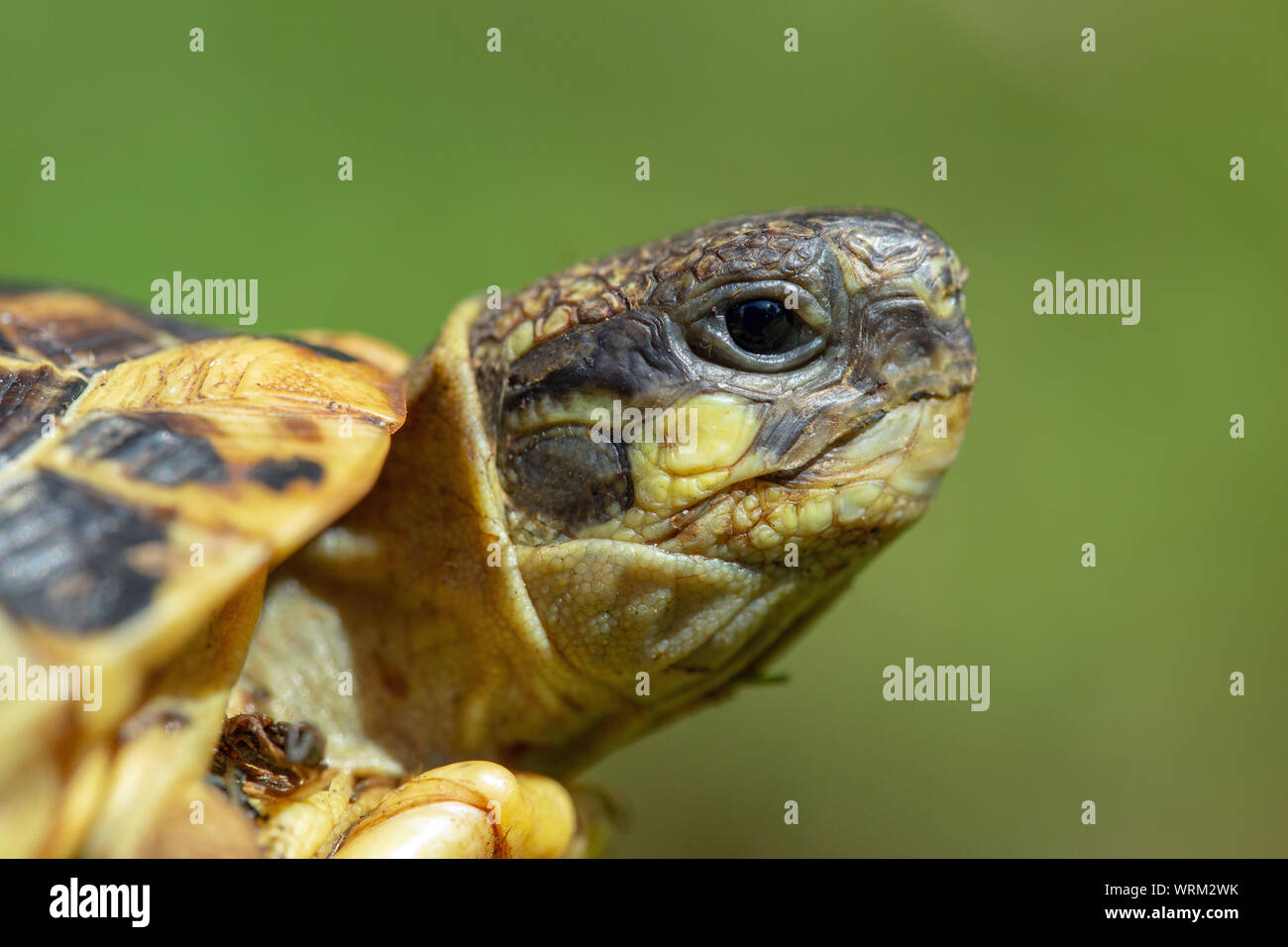 Western Hermann’s Tortoise (Testudo hermani hermanni). Nominate typical race or sub-species. Head profile with the characteristic temporal, postorbital, yellow cheek patch between the eye and the ear, or tympanum. Stock Photo