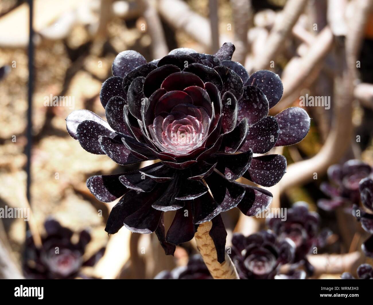 High Angle View Of Aeonium Arboreum Growing Outdoors Stock Photo