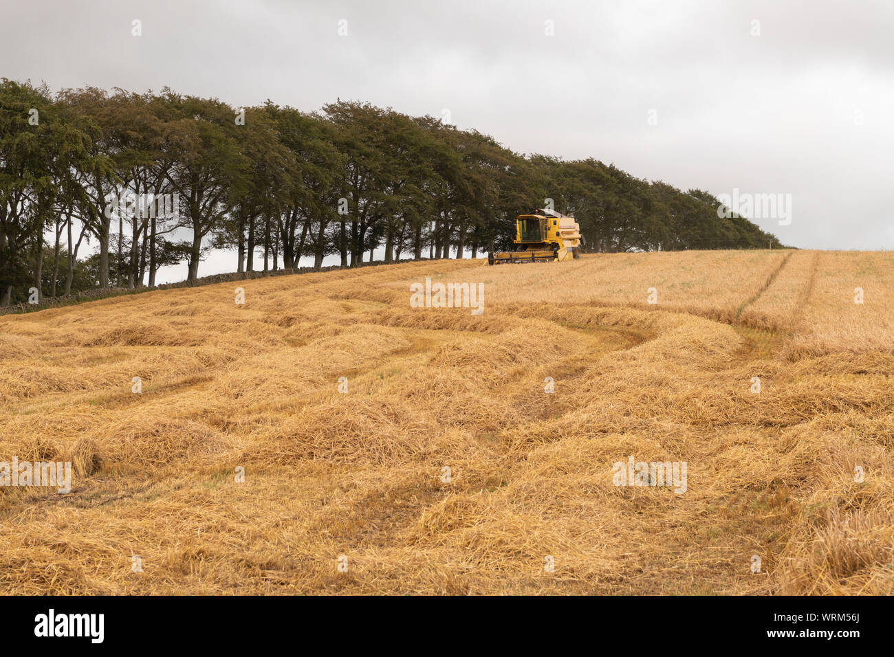 A Combine Harvester Cropping a Field of Barley on an Overcast Day Stock Photo