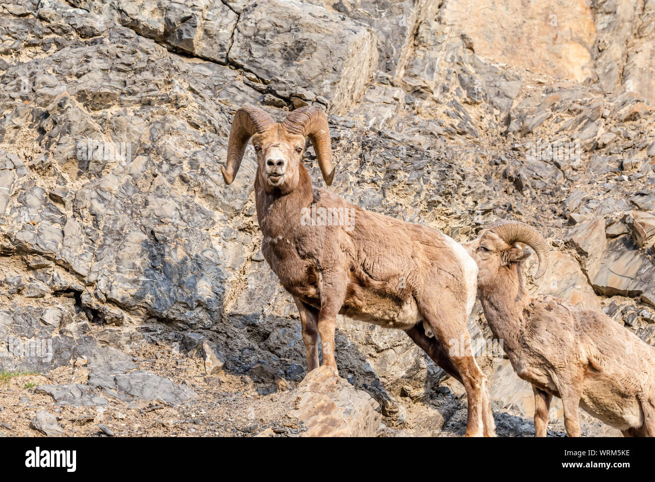 Rock climbing sheep hires stock photography and images Alamy