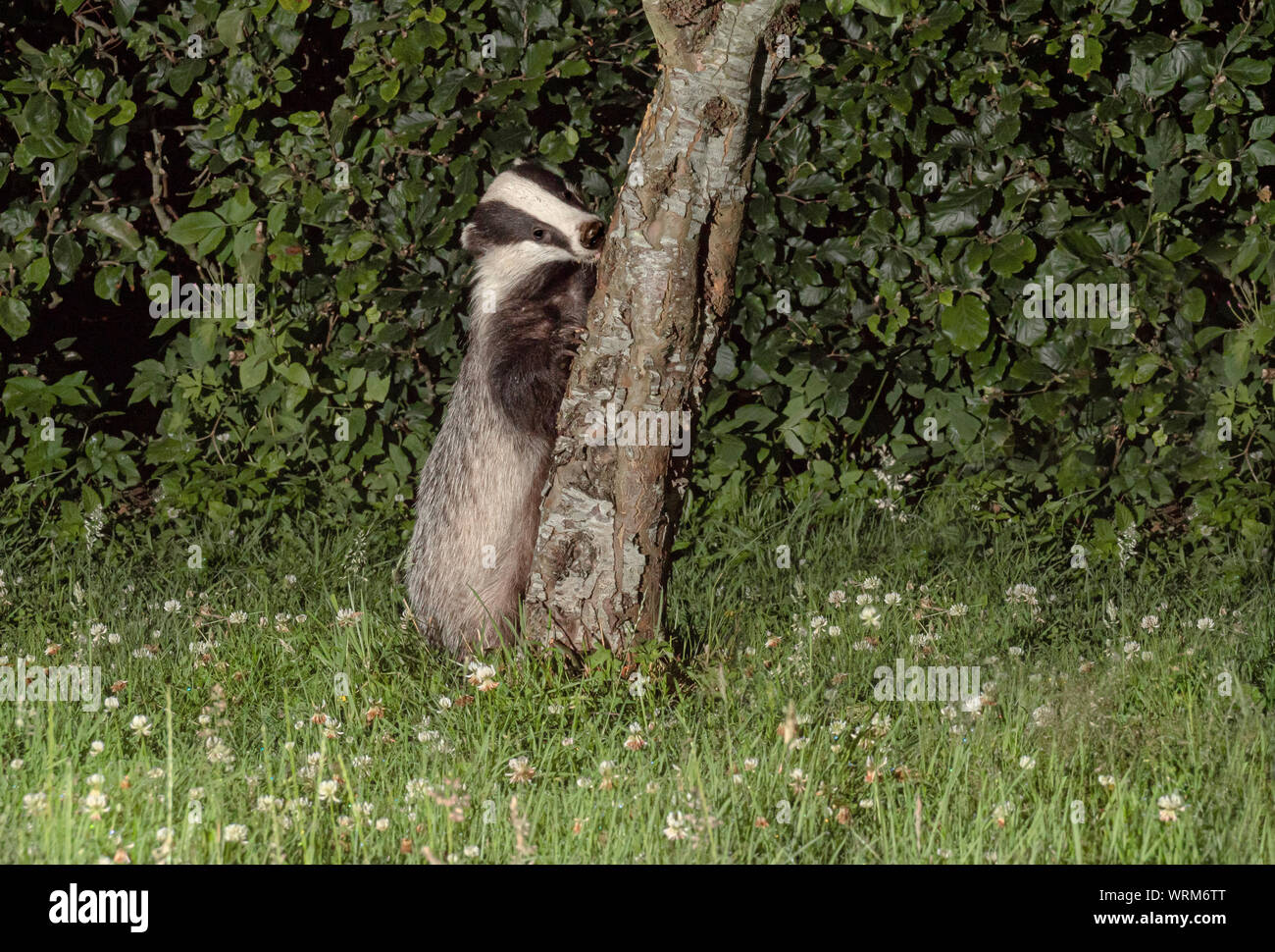 Eurasian Badger climbing and apple tree trunk Stock Photo Alamy