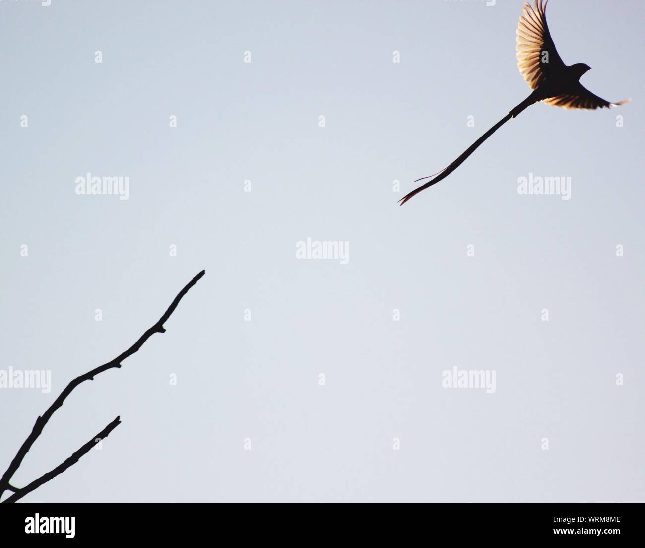 Bird With Long Tail Flying Away Stock Photo