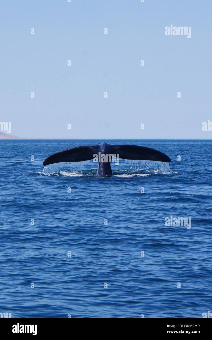 Tail of humpback whale hi-res stock photography and images - Alamy