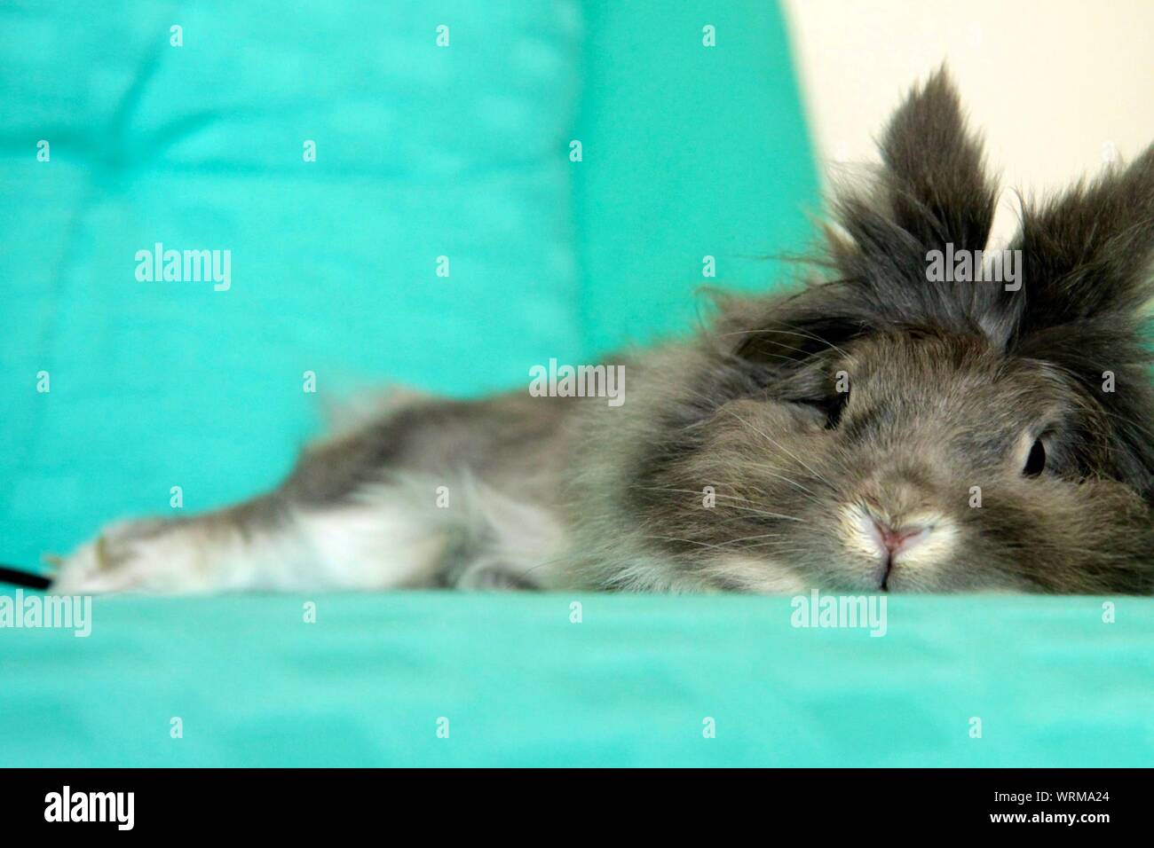Resting Rabbit Stock Photos Resting Rabbit Stock Images