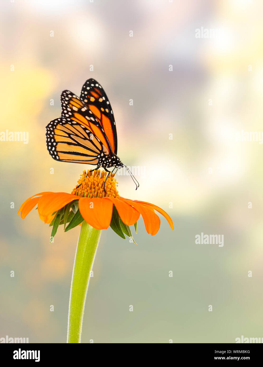 Monarch butterfly (Danaus plexippus) feeding on a single tithonia ...