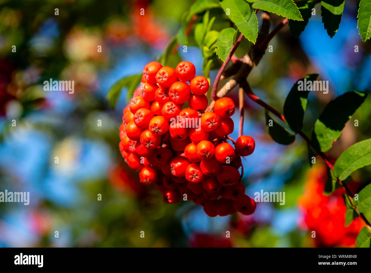 Rowan tree, Ash-berry tree at autumn Stock Photo