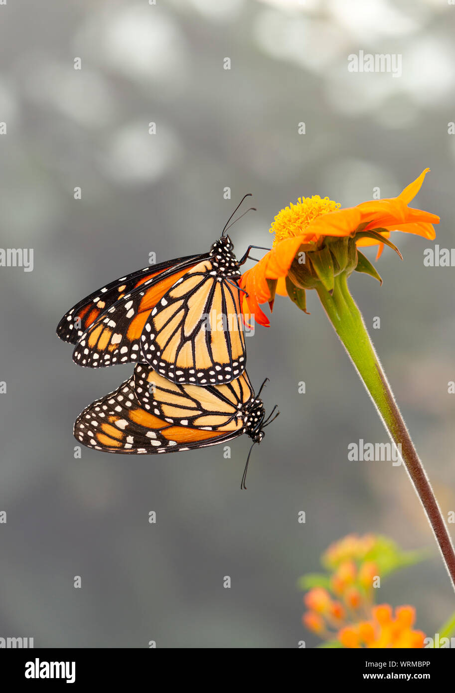 Monarch butterflies (Danaus plexippus) paired / mating - side view Stock Photo