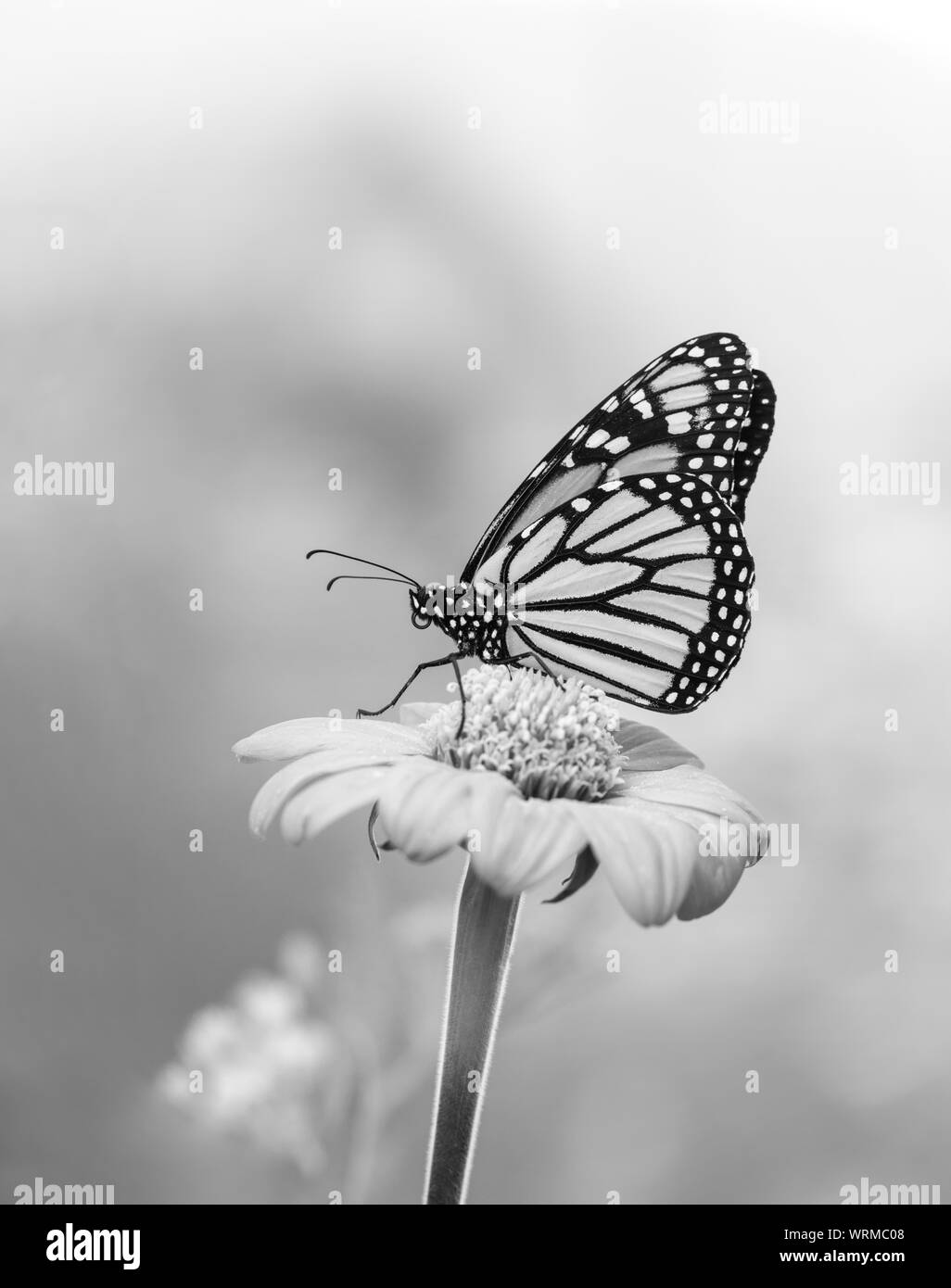 Monarch butterfly (Danaus plexippus) in black & white (b&w) on a tithonia  flower Stock Photo