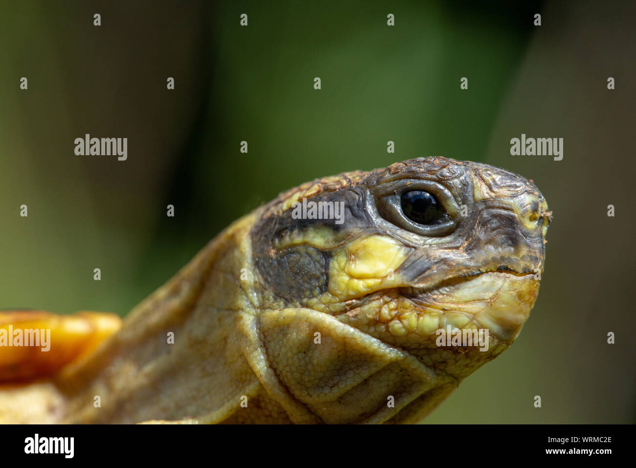 Western Herman’s Tortoise (Testudo hermanni hermanni). Close up of the head showing the yellow cheek patch below the eye, between and alongside the ear or tympanum. Stock Photo