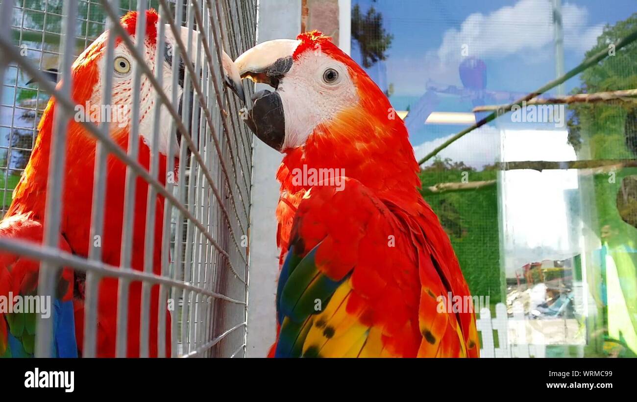 Glass bird cage hi-res stock photography and images - Alamy