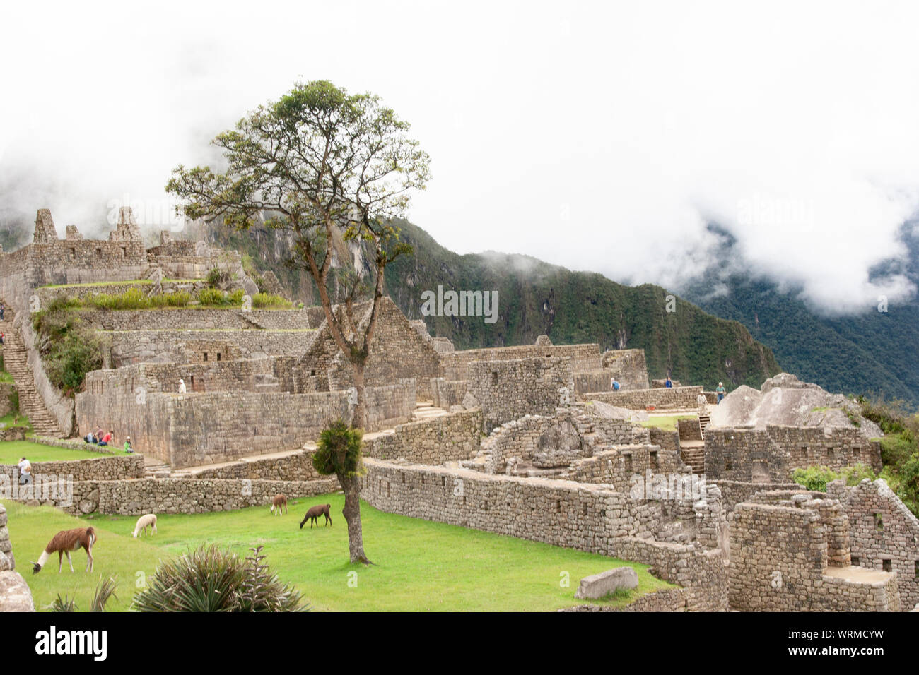 Machu Picchu ruins and Llamas grazing Stock Photo