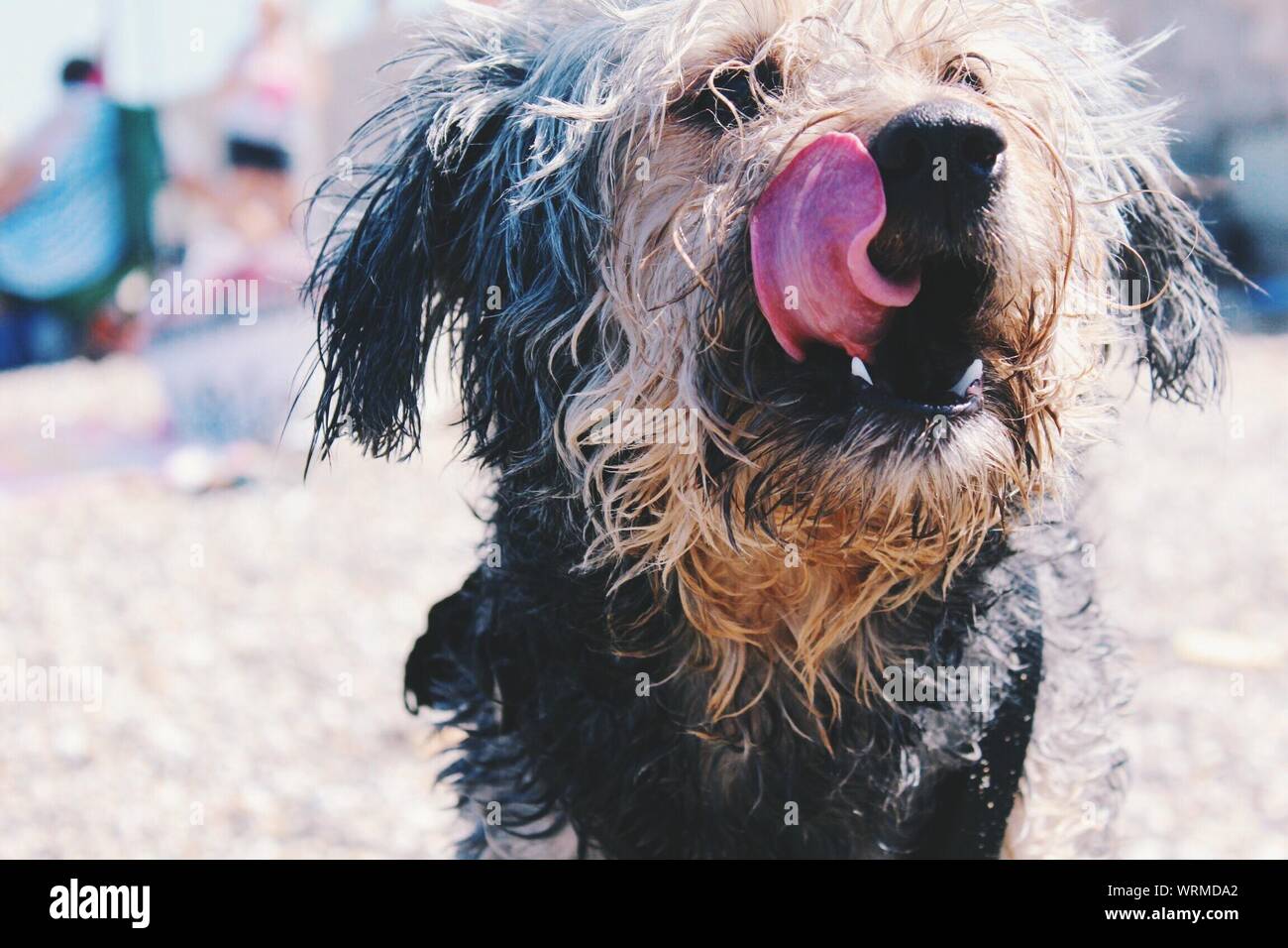 Licking Mouth High Resolution Stock Photography And Images Alamy Licking Mouth High Resolution Stock Photography And Images Alamy