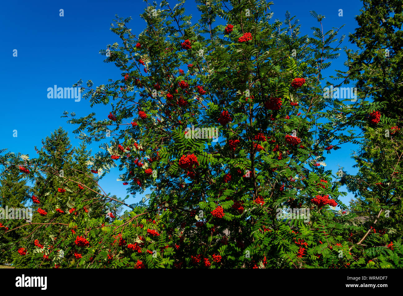 Rowan tree, Ash-berry tree at autumn Stock Photo