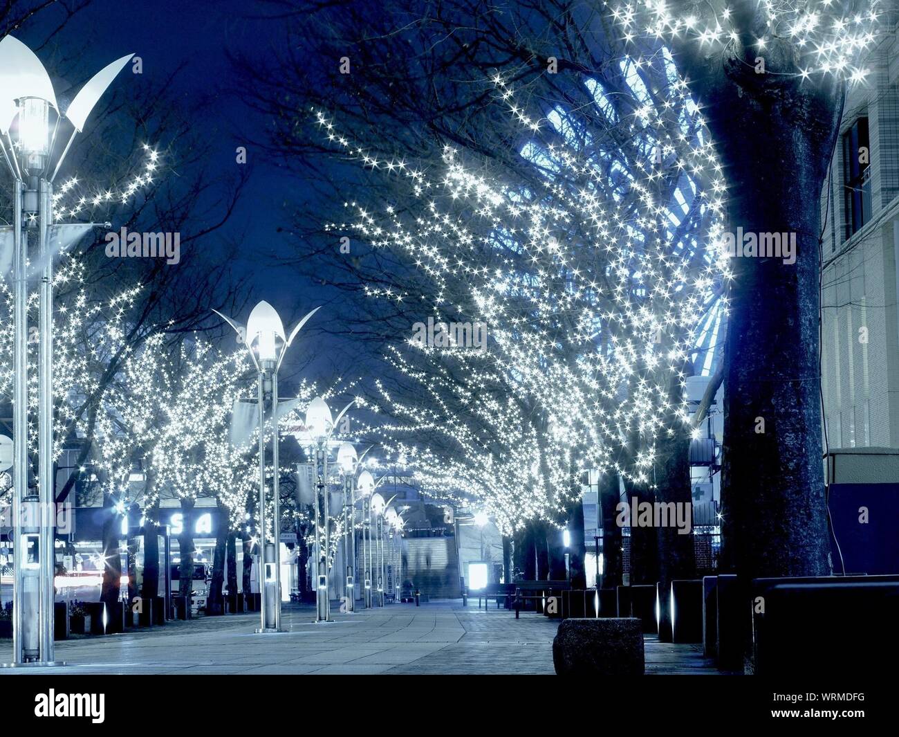 Illuminated Trees And Streetlights At Night Stock Photo